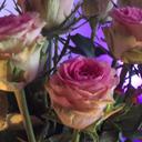 businessProfileImage