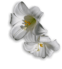 businessProfileImage