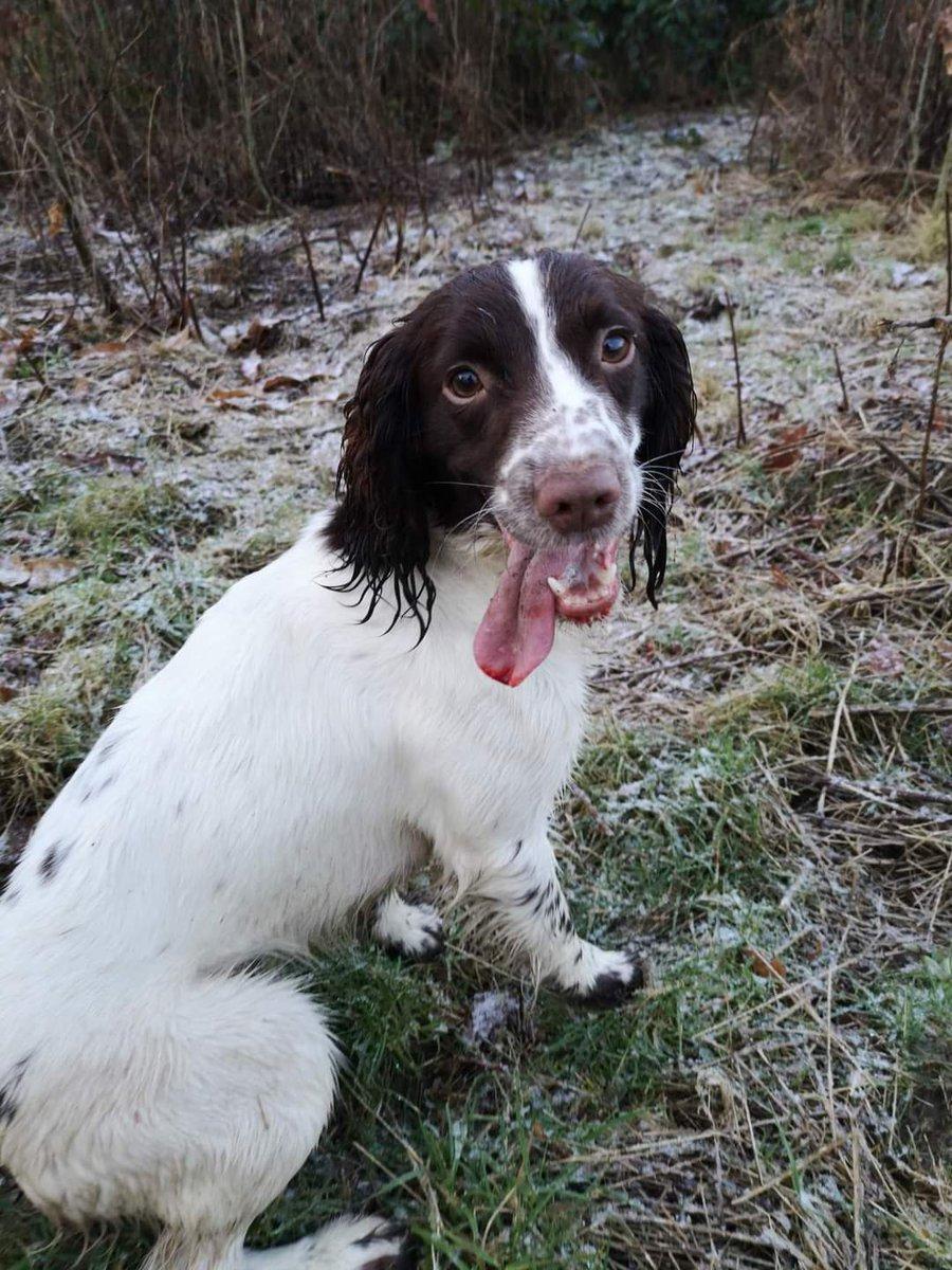 Have you seen Springer Spaniel Isla? It is believed she was picked up by an unknown man in Eastgate Rd, Louth, at around 11pm on 19 April on Eastfield Road, Louth. Call 101. Read more here: