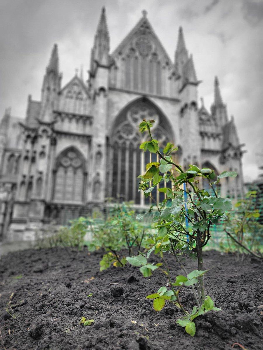 We’re pleased to share our stolen roses have been recovered!
Following reports by witnesses, @LincsPolice located and recovered the roses. No further action will be taken and we’re happy to have a positive.
Thank you to everyone for your help and support.