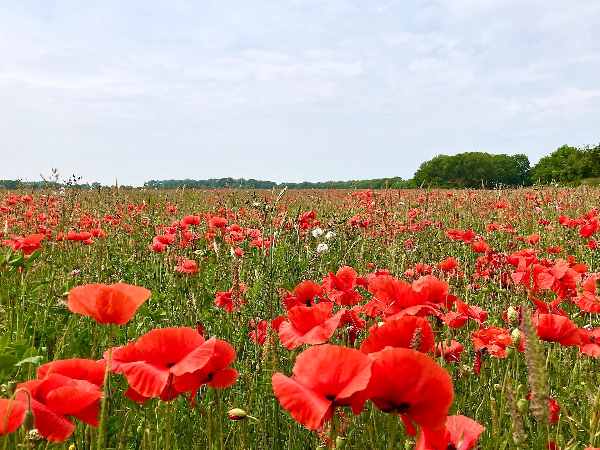 Underneath the vast sky, a vibrant 🌺 poppy field in Tathwell, at the heart of the Lincolnshire Wolds. Truly, the epitome of beauty! 🏴✨