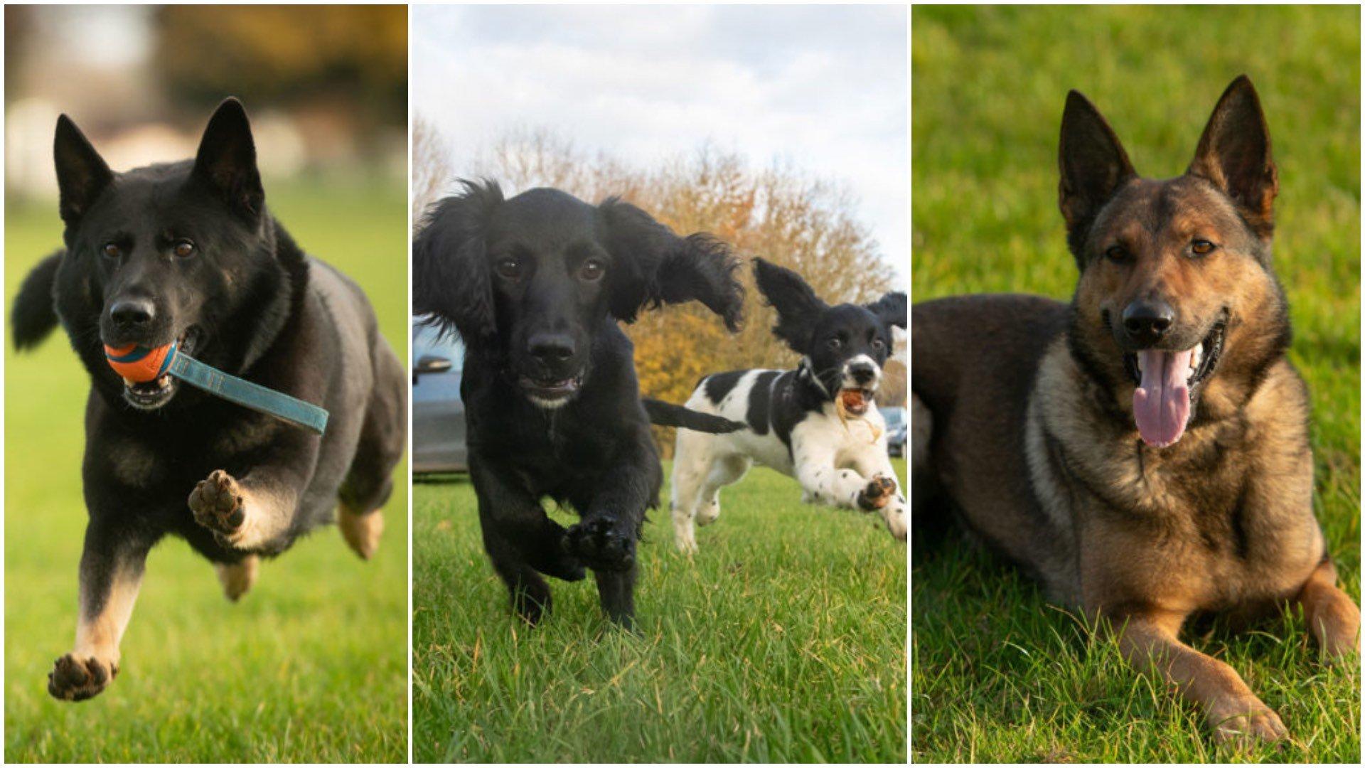 Meet the four-legged police officers keeping Lincolnshire safe